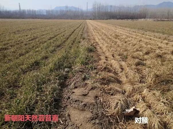 小麥拌種選新朝陽(yáng)天然蕓苔素，讓小麥高產(chǎn)贏在起跑線(xiàn)上！（小麥在什么時(shí)候用蕓苔素效果最佳）